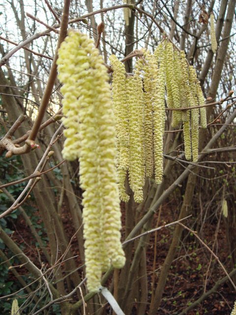 Corylus avellana chaton mAle P5